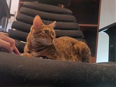 Pampered kitty gazes at you in bed ... . Romantic video soothes you