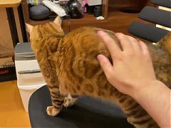 Pussycat who runs up to you when you come home and licks you ................... A pampered kitten w