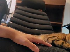Pampered kitty gazes at you in bed ... . Romantic video soothes you